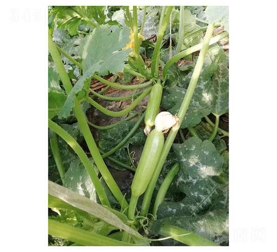 綠秀3027-西葫蘆種子-凌廣農(nóng)業(yè)