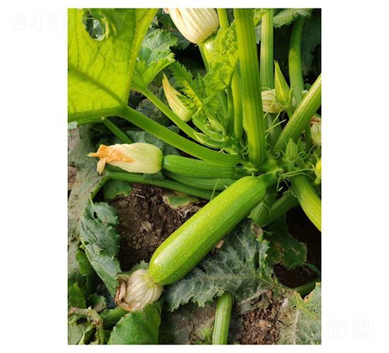 綠帥一號-西葫蘆種子-凌廣農(nóng)業(yè)