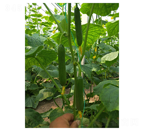 斯托克-水果黃瓜種子-凌廣農業(yè)