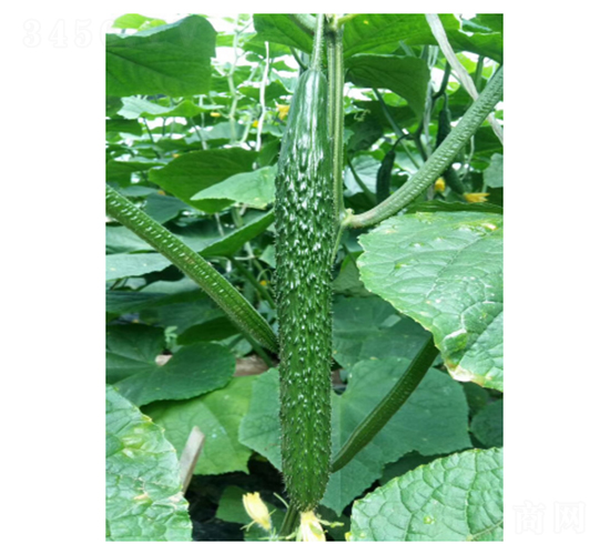 馳譽(yù)冬青-黃瓜種子-凌廣農(nóng)業(yè)