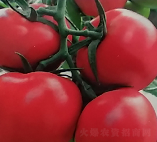 大紅齊達利-番茄種子-地喜農(nóng)業(yè)