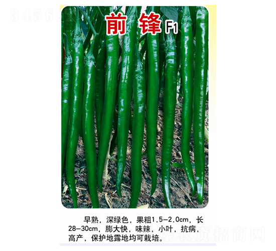 前鋒-線椒種子-農(nóng)百萬(wàn)