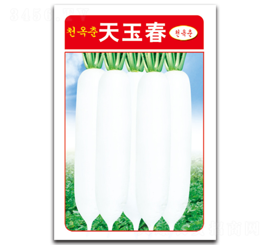 天玉春-蘿卜種子-綿蔬種業(yè)