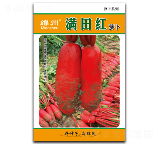 滿田紅-蘿卜種子-綿蔬種業(yè)