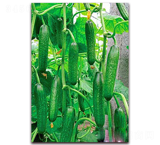 綠袖1號-黃瓜種子-超達