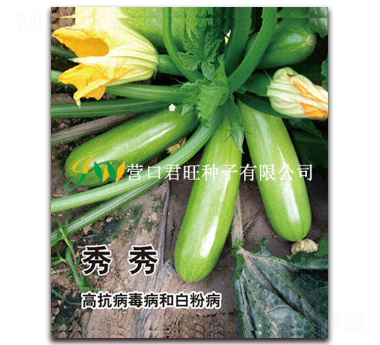 秀秀-西葫蘆種子-營口君旺
