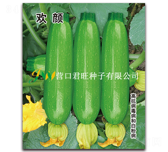 歡顏-西葫蘆種子-營(yíng)口君旺