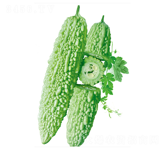 龍玉二號-苦瓜種子-立信