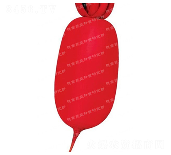 炎紅-紅皮蘿卜種子-德高