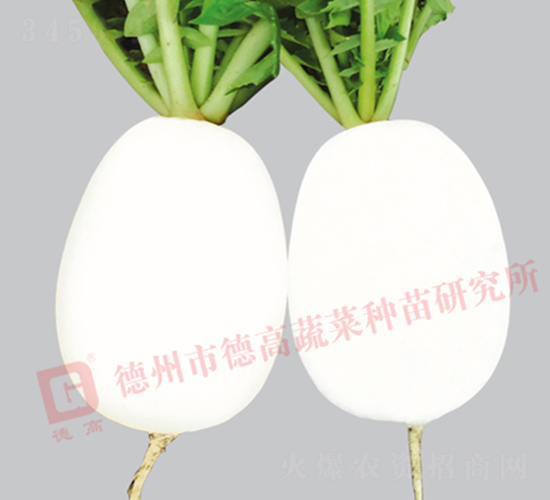 高爾福-白蘿卜種子-德高