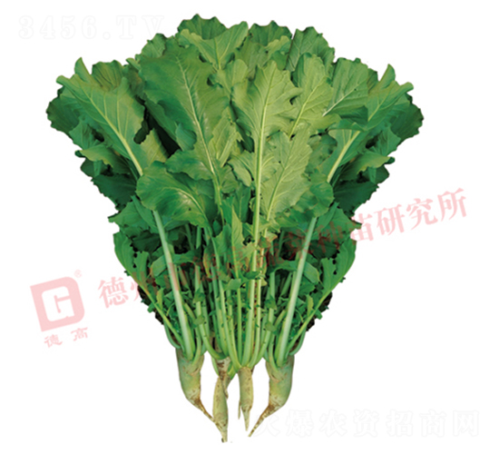 R460-蘿卜種子-德高