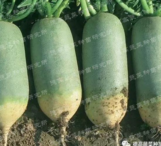 清脆-水果蘿卜種子-德高