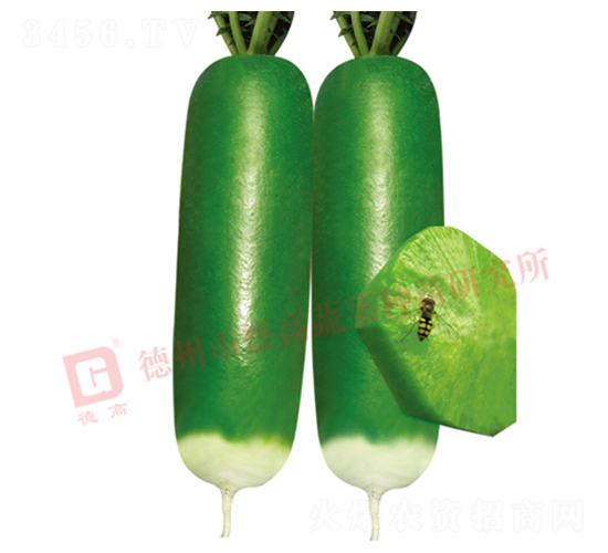 博蘿蜜-水果蘿卜種子-德高