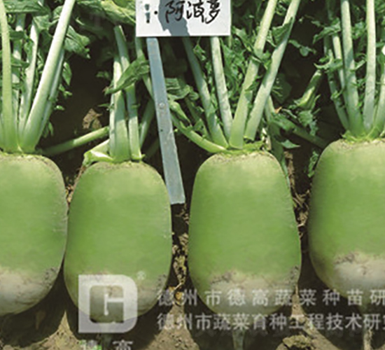 阿博蘿-黃綠皮蘿卜種子-德高