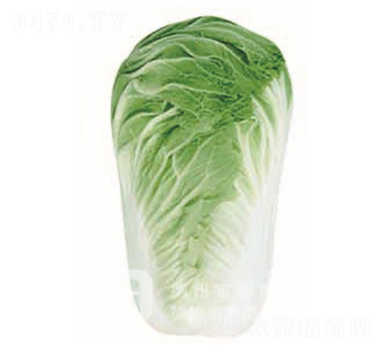 德高8號(hào)-大白菜種子-德高