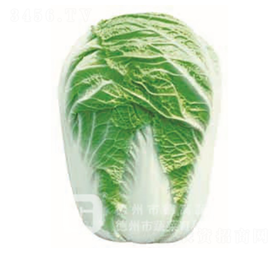 德高1號-大白菜種子-德高