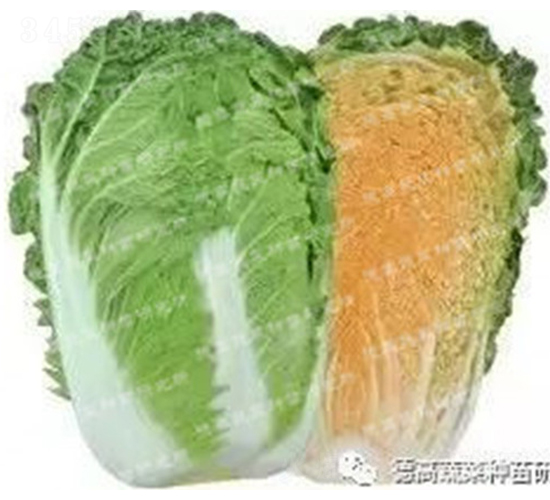 紅將軍298-大白菜種子-德高