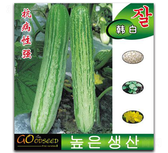 韓白-黃瓜種子-鑫園世家