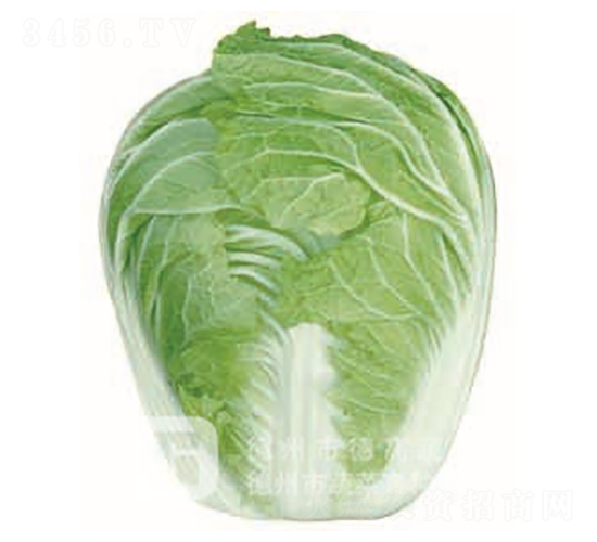 夏白1號-大白菜種子-德高