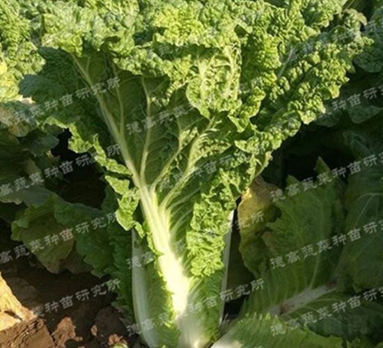 北極春3號(hào)-大白菜種子-德高