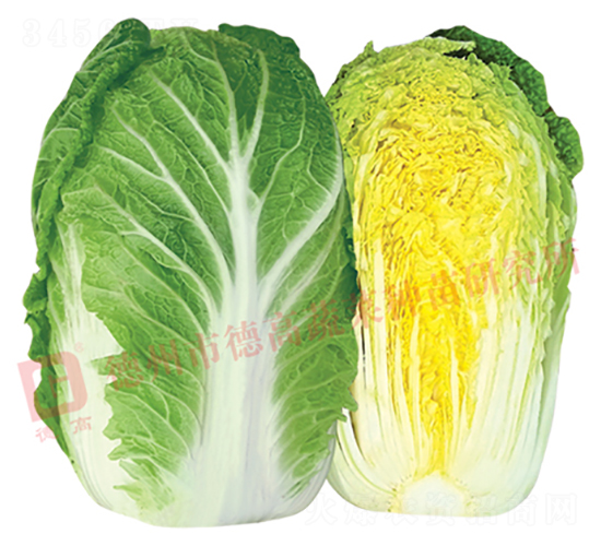 17L723-大白菜種子-德高