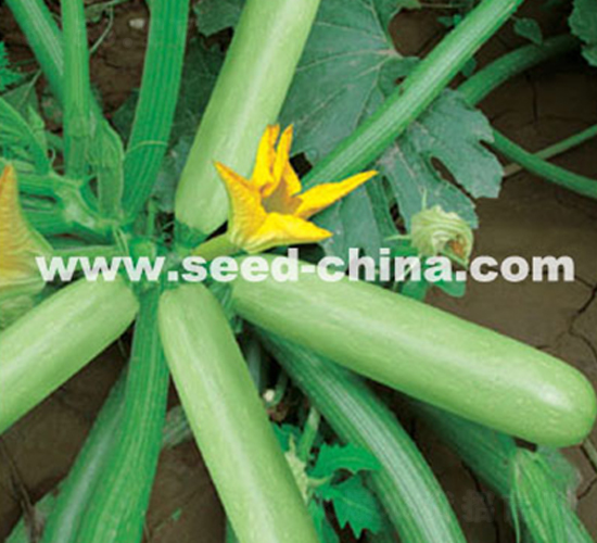 賽玉-西葫蘆種子-冀新種業(yè)
