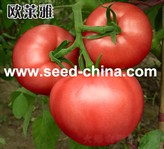 歐萊雅-番茄種子-冀新種業(yè)