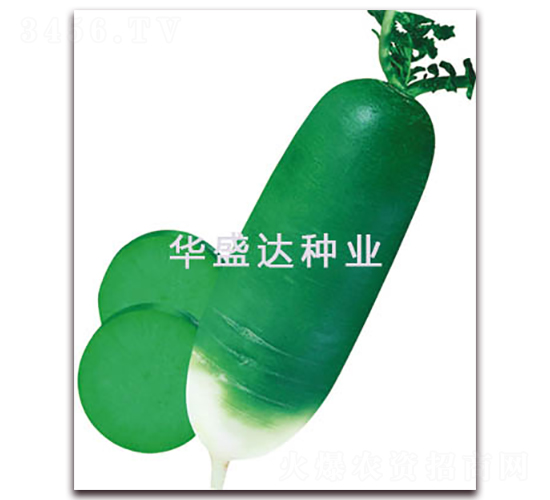 青島特青蘿卜-蘿卜種子-華盛達