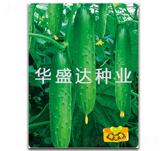 盛達(dá)2號(hào)-黃瓜種子-華盛達(dá)