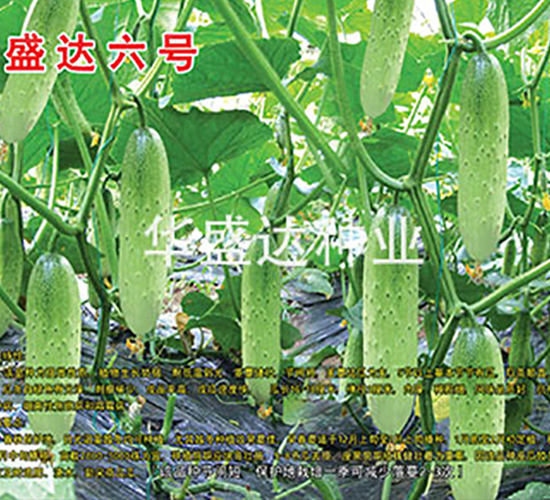 盛達(dá)六號-黃瓜種子-華盛達(dá)