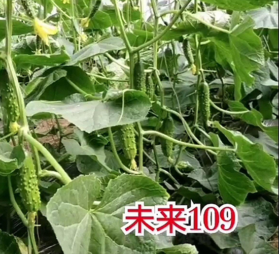 未來(lái)109-黃瓜種子-新干線
