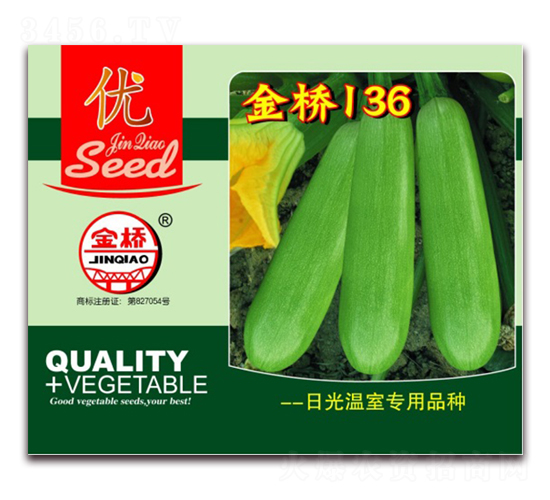 金橋136-西葫蘆種子-金橋種業(yè)