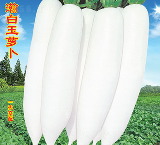 瀚白玉蘿卜-蘿卜種子-萬農(nóng)高科