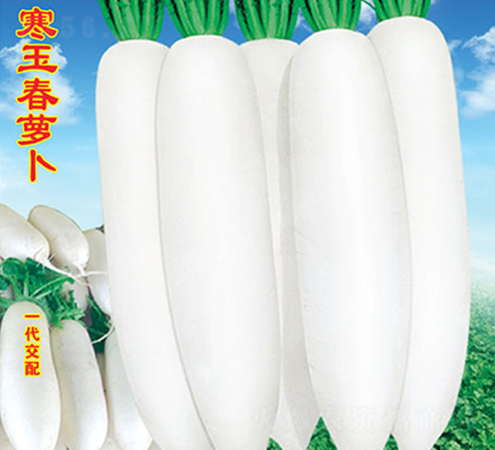 寒玉春蘿卜-蘿卜種子-萬(wàn)農(nóng)高科