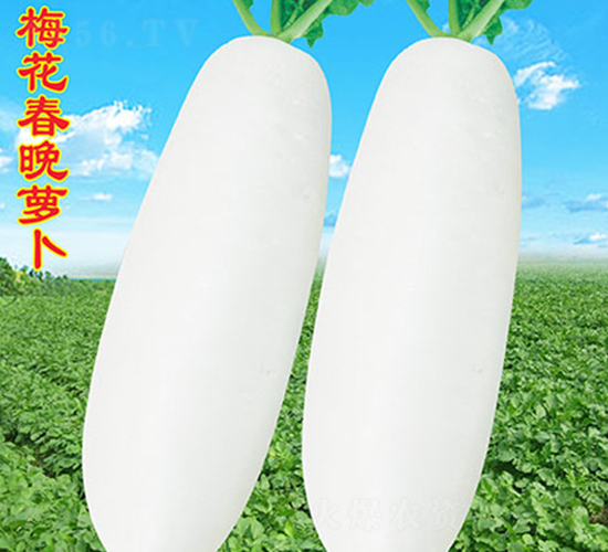 梅花春晚蘿卜-蘿卜種子-萬農(nóng)高科