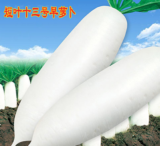 短葉十三號早蘿卜-蘿卜種子-萬農(nóng)高科