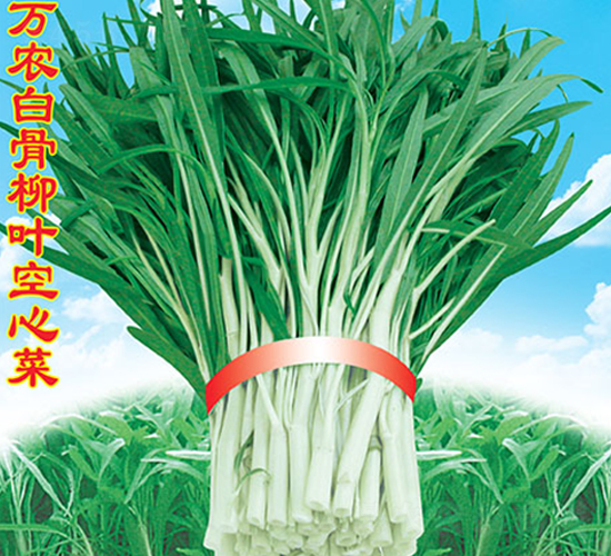 萬農(nóng)白骨柳葉空心菜-空心菜種子-萬農(nóng)高科