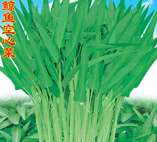 鯨魚空心菜-空心菜種子-萬(wàn)農(nóng)高科