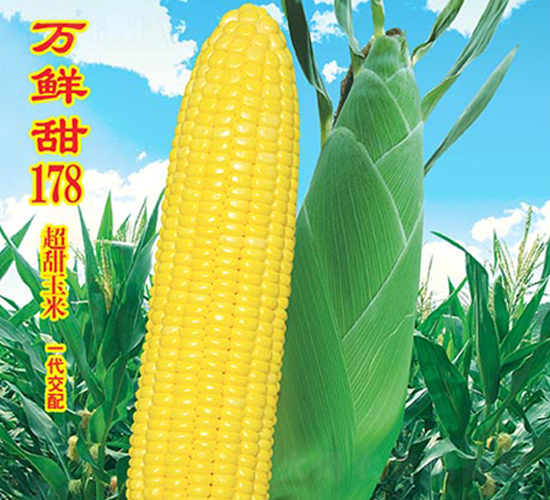 萬(wàn)鮮甜178-甜玉米種子-萬(wàn)農(nóng)高科