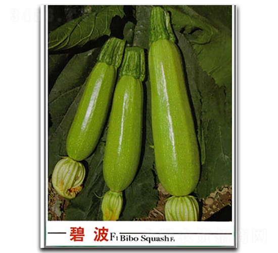 碧波西葫蘆-西葫蘆種子-晉黎來