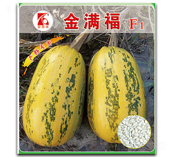 金滿福-西葫蘆種子-晉黎來