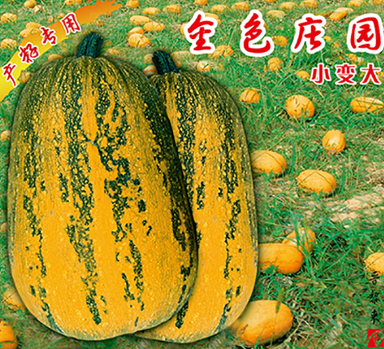 金色莊園-西葫蘆種子-晉黎來