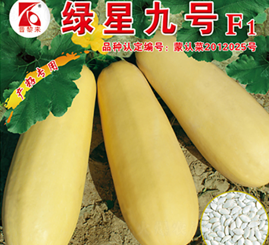 綠星九號(hào)-西葫蘆種子-晉黎來