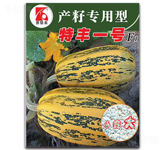 特豐一號-西葫蘆種子-晉黎來