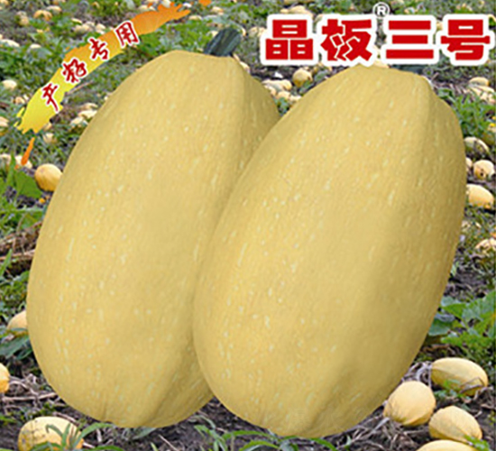 晶板三號(hào)-西葫蘆種子-晉黎來(lái)