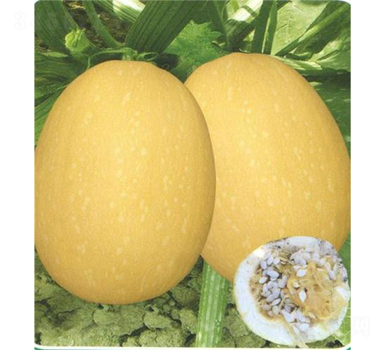 泰豐八號(hào)西葫蘆-西葫蘆種子-安泰達(dá)