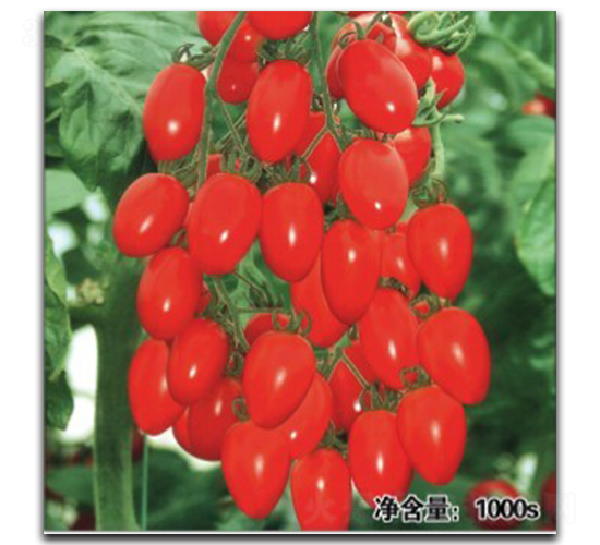 QQ紅鉆-番茄種子-徽大農(nóng)業(yè)