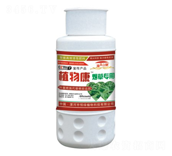 煙草專(zhuān)用植物康-頂天立地-恒綠植物