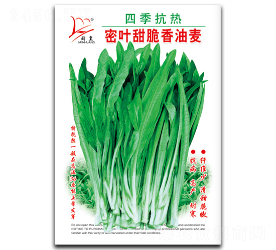 四季抗熱密葉甜脆香油麥-油麥菜種子-閩皇種業(yè)