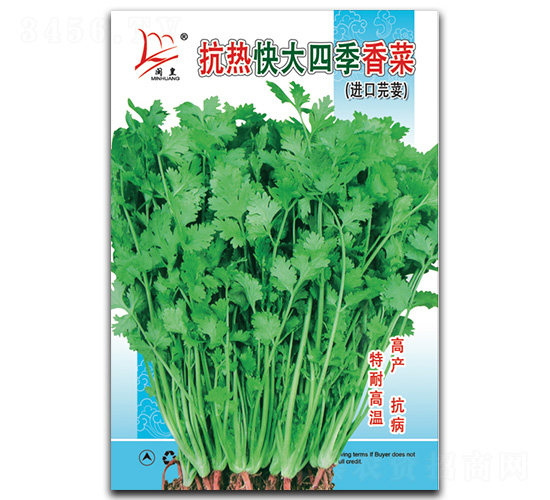 抗熱快大四季-香菜種子-閩皇種業(yè)